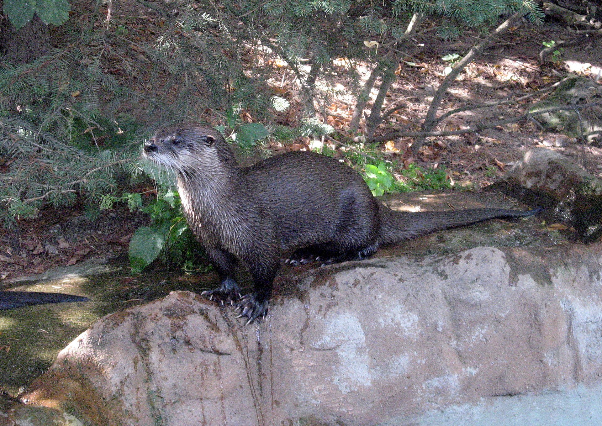 North American river otter swimming