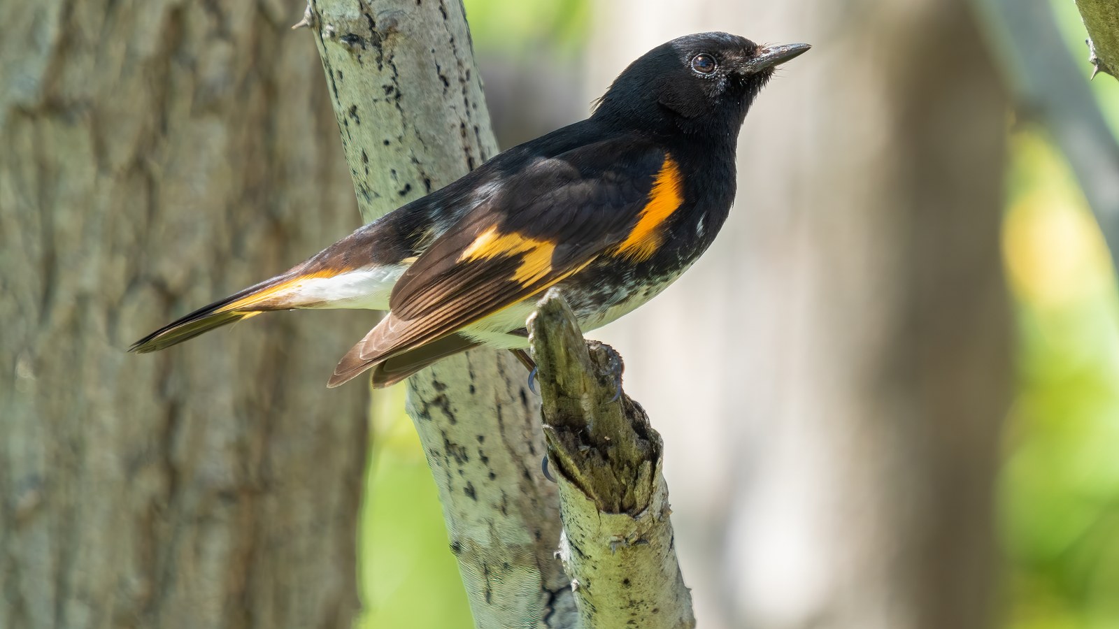 Male American redstart showing black and orange plumage