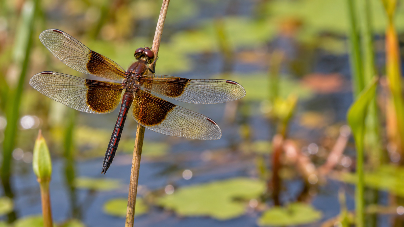 Mature male Amanda's Pennant dragonfly with dark amber wing-base bands perched above a vegetated Florida pond