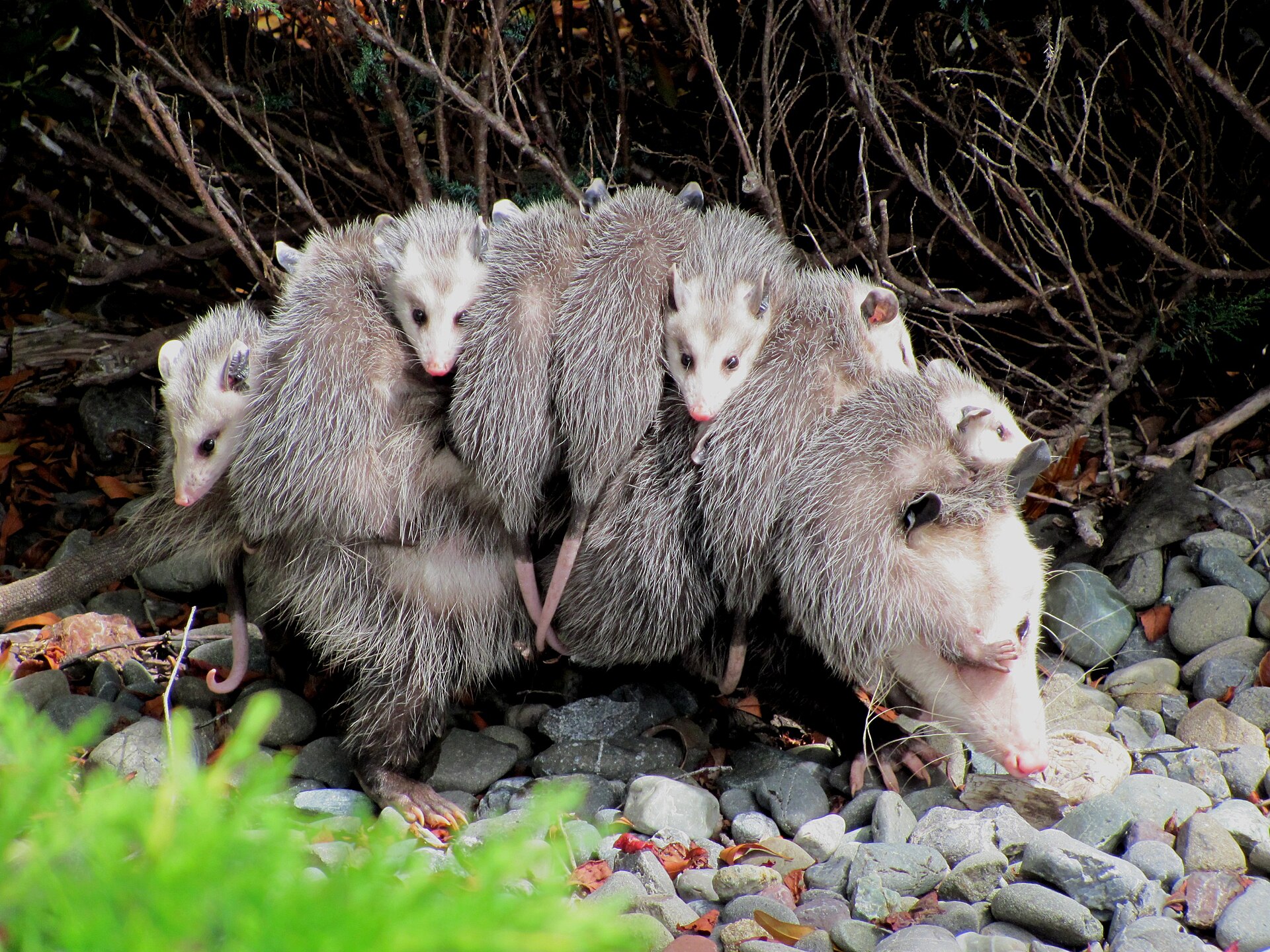 Mammals