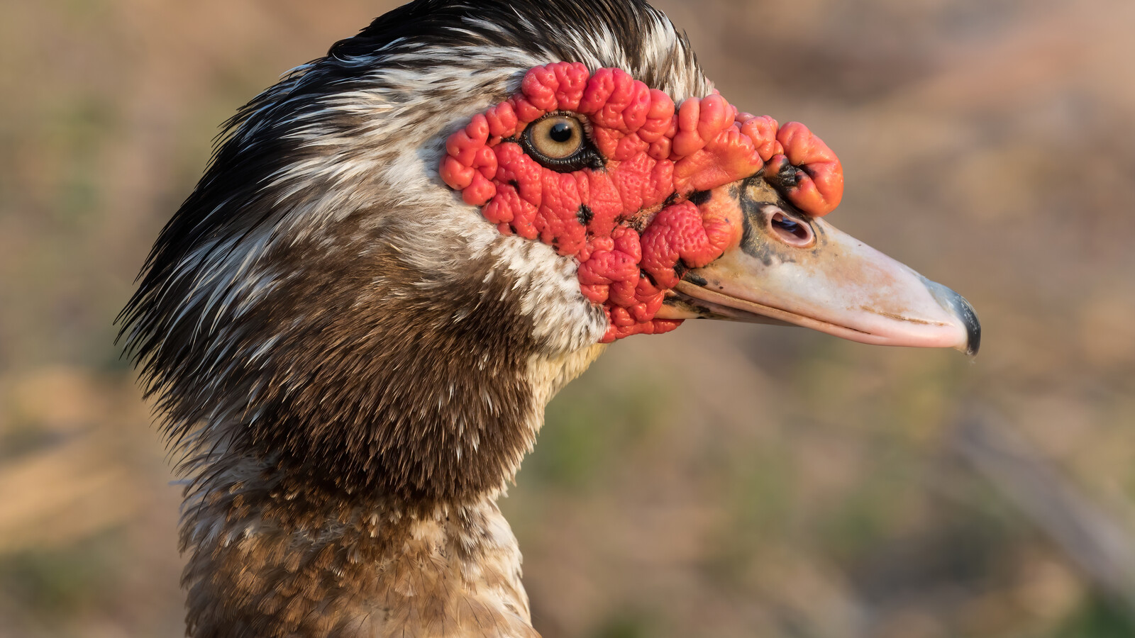 Muscovy Duck in its typical habitat