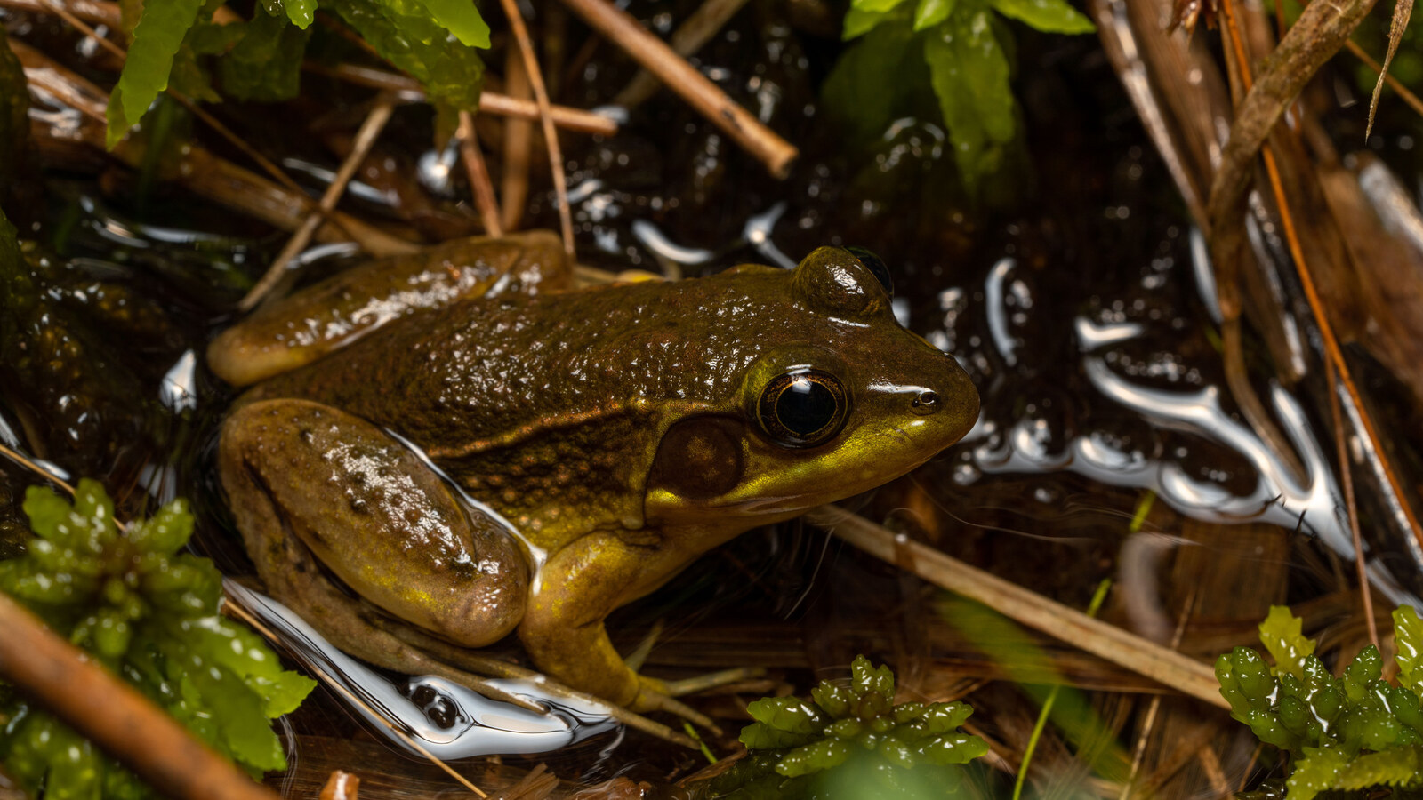 Florida Bog Frog at the edge of a dark seepage stream