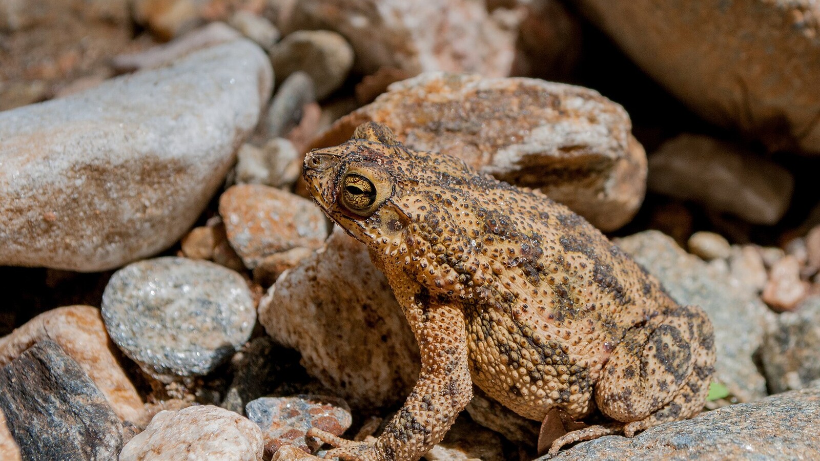 Detailed view of Cane Toad