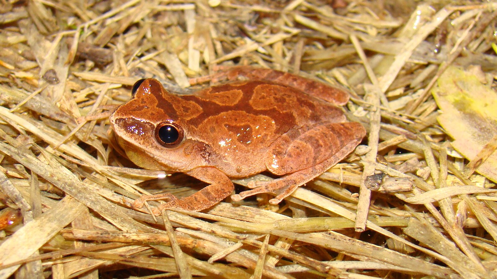 Spring Peeper showing its X-shaped back mark