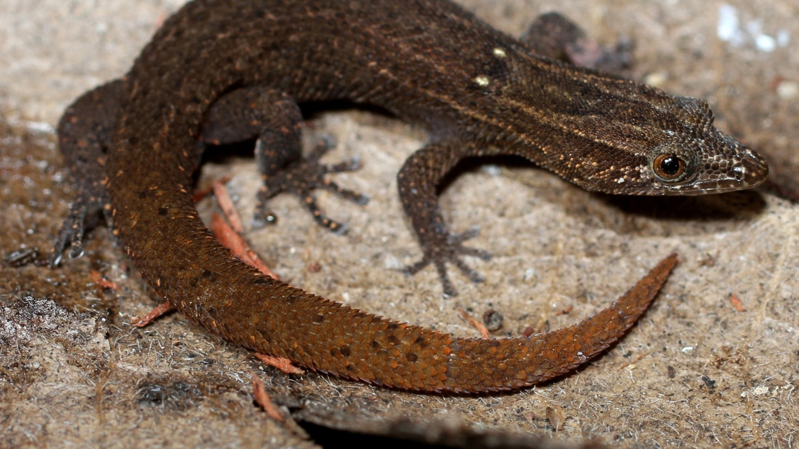 Florida Reef Gecko in characteristic Florida habitat