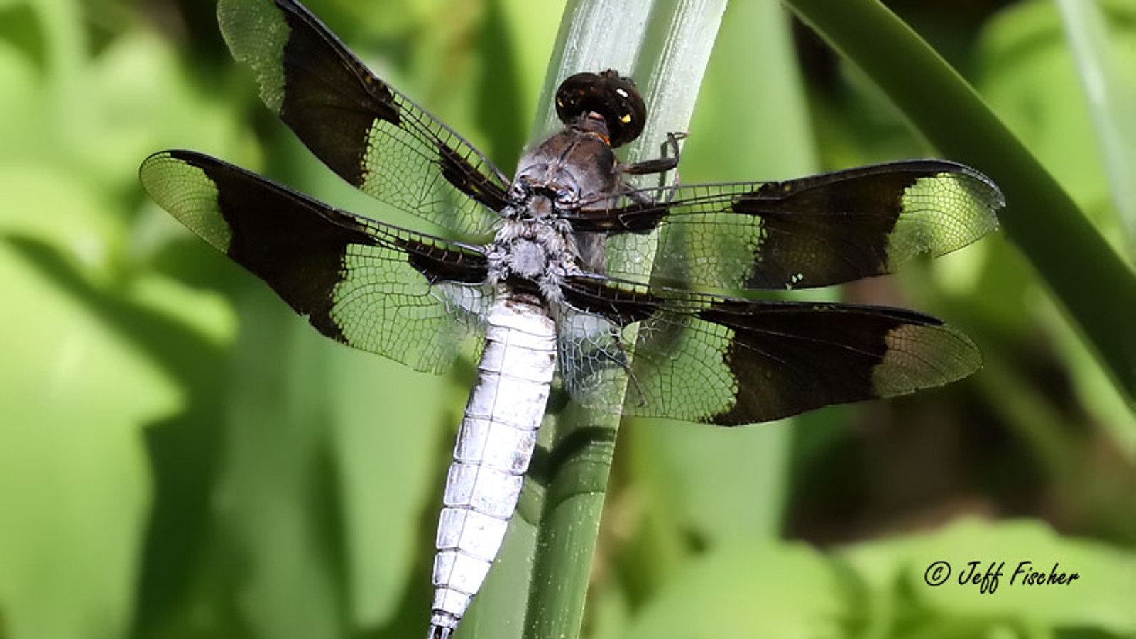 Male common whitetail dragonfly with a white abdomen and dark wing bands