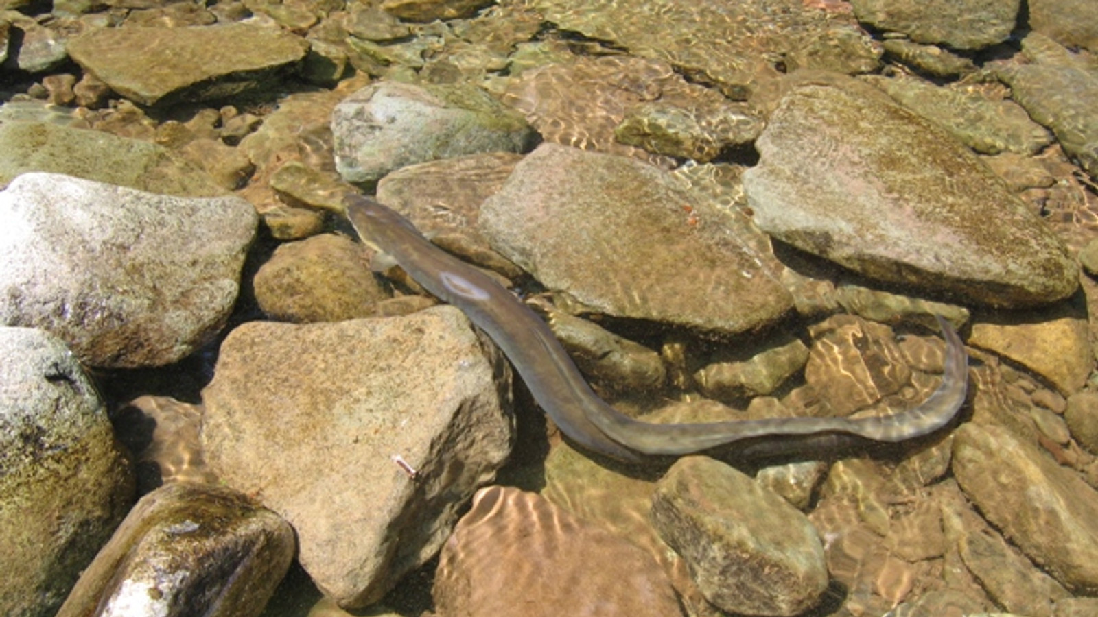 American Eel swimming among rocks in a shallow stream