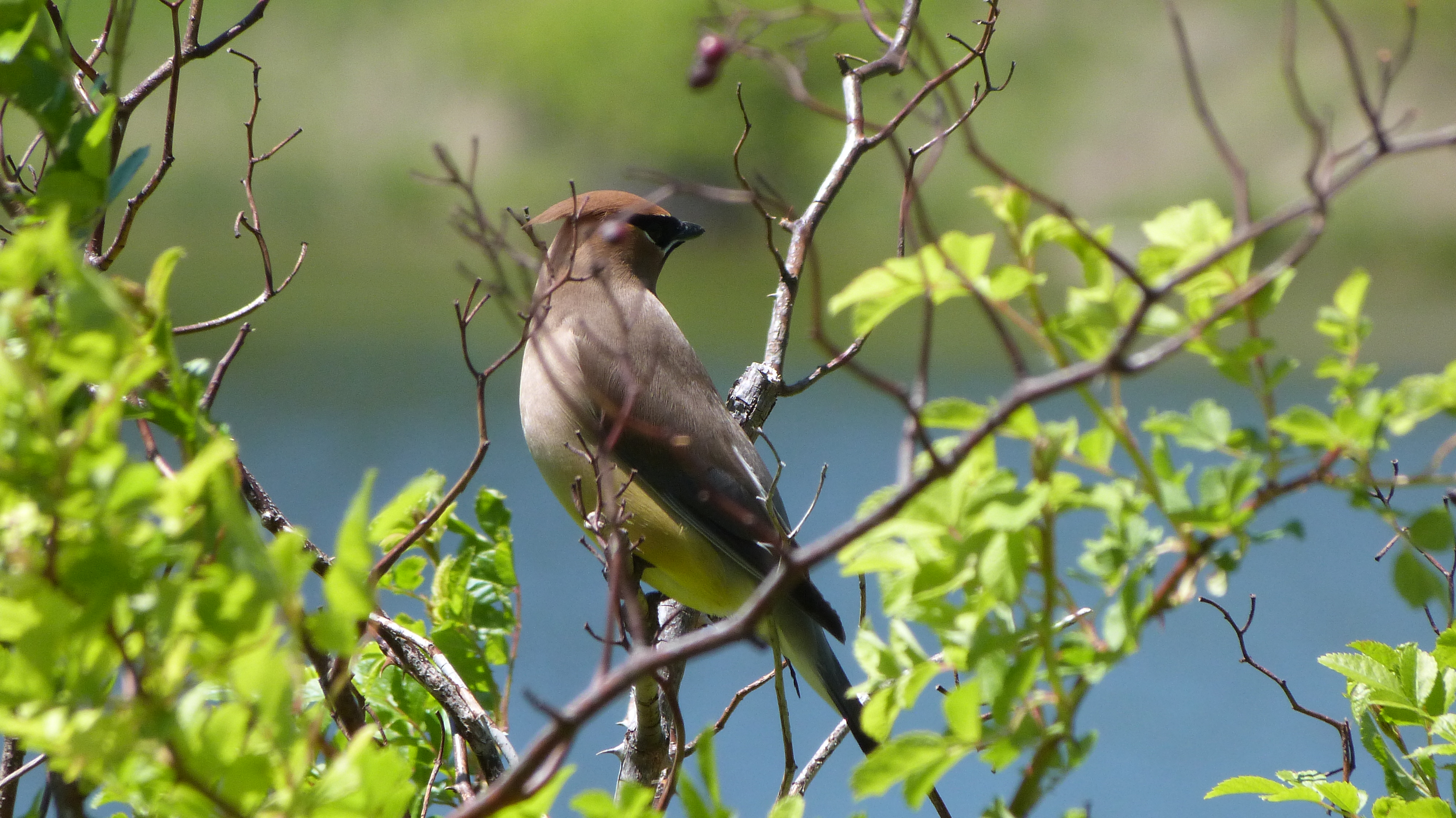 Cedar Waxwing on a branch showing smooth tan and gray plumage