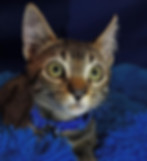 WhatsApp Image 2025-09-09 at 6.27.42 PM.jpeg