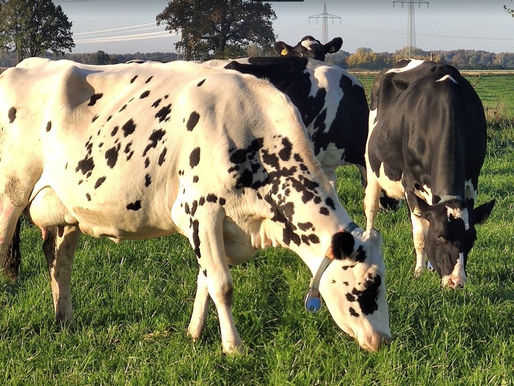 Milchproduktion: Erheblicher Anstieg der Erzeugungskosten erwartet
