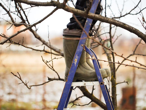 Grüner Daumen erwacht aus dem Winterschlaf