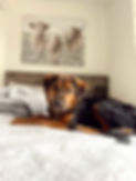 bella without logo.jpg