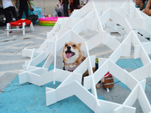 Animal Shelter Strives to Boost Adoptions Amid the Busy Season