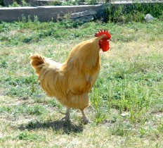 HMI Healthly Land, Sustainable Future Rooster