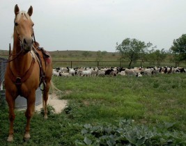 HMI, Healthy Land, Sustainable Future, Horse