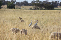 Coolwoola