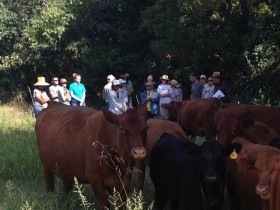 pasture walksm