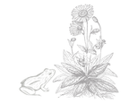 biodiversity_edited.png