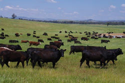 Trewalla Cattle