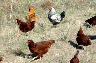 HMI Healthly Land, Sustainable Future