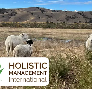 Breaking into the livestock business as a small producer.webp