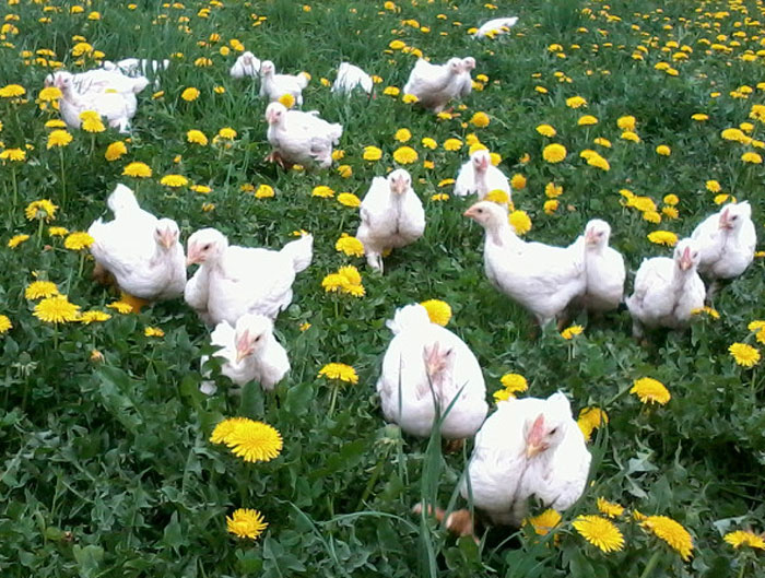 covering-ground-creekside-chickens-for-web-cropped