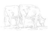 grazing_edited_edited.jpg