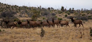 circle_ranch_elk_feature