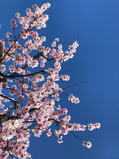 IMG_5288.jpeg