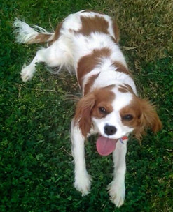 Duchess Daisy