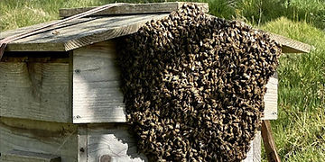 square arboreal apiculture salon 600 600.jpg