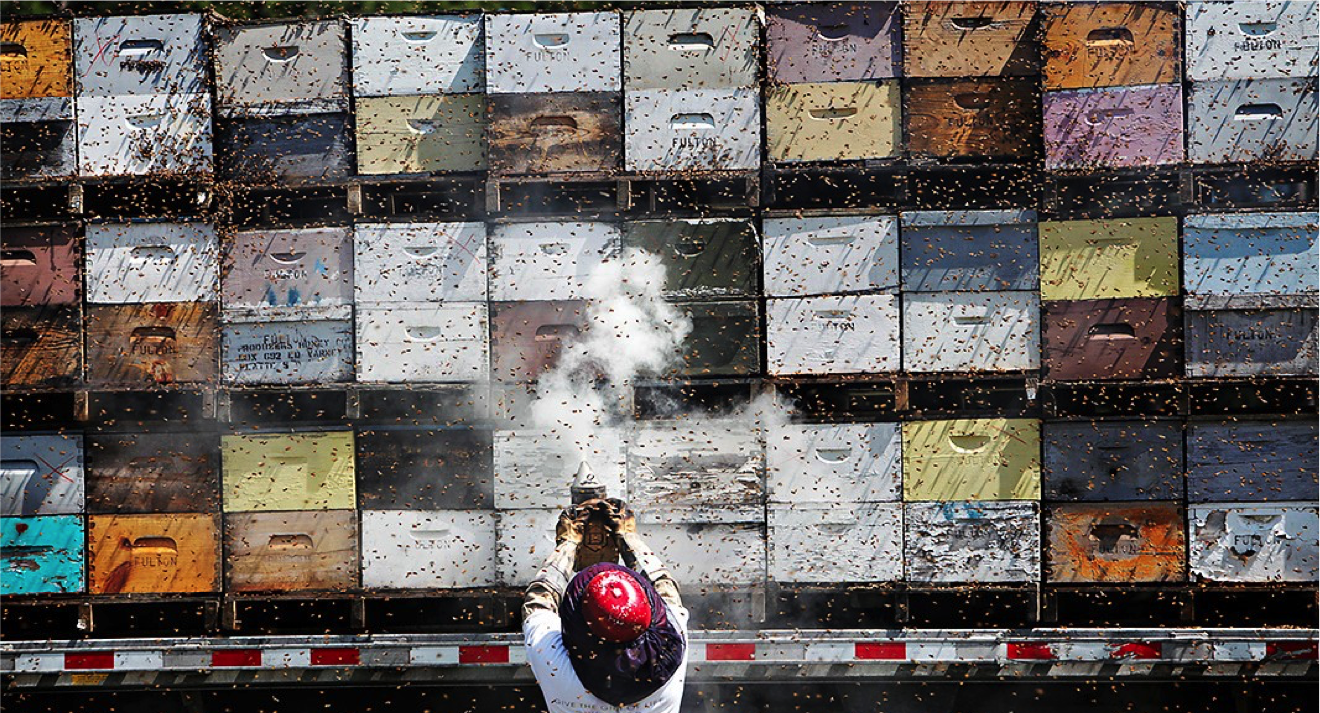 Commercial Beekeeping