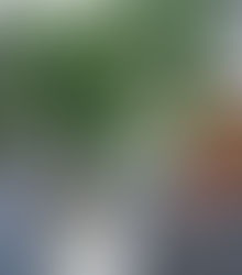 My favorite trees are front of our showroomใๅฅฝใใชๆค็ฉ