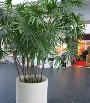 My favorite trees are front of our showroomใๅฅฝใใชๆค็ฉ