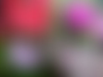 May Flowers ๏ผๆใฎ่ฑใ