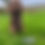 Miniatyrbilde: Groblad salve