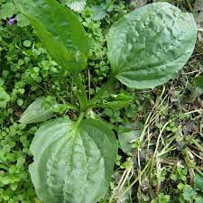 Miniatyrbilde: Tinktur groblad