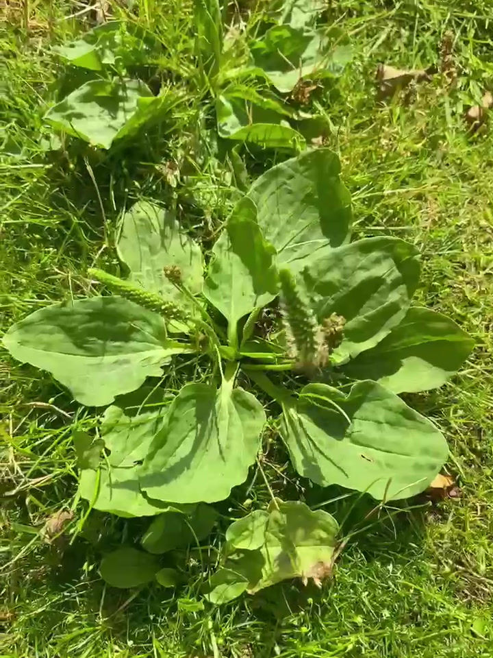 Miniatyrbilde: Groblad såpe