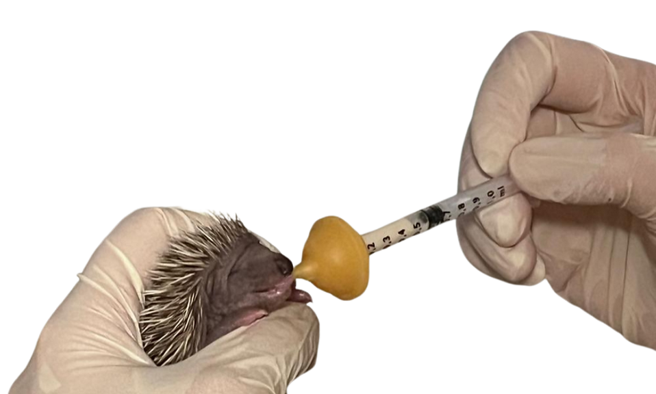 Igelhilfe (1).png