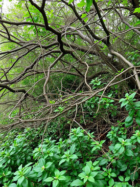 Branchy Undergrowth With Little Plants