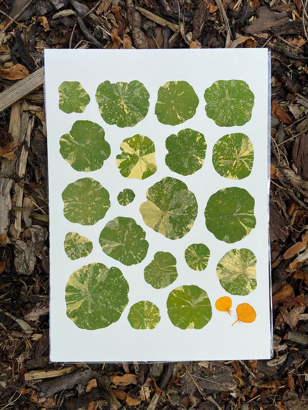 Pressed flower giclee print of a Nasturtium leaf pattern and orange Nasturtium flower petals