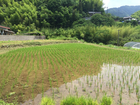 現地訪問