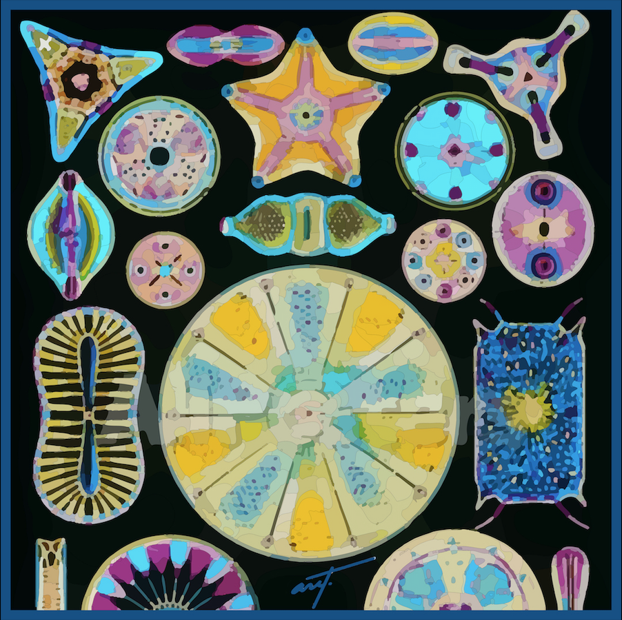 Thumbnail: Diatoms I