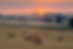 Round hay bales at harvest with sunset, Swinbrook, Cotswolds, Oxfordshire, England, United