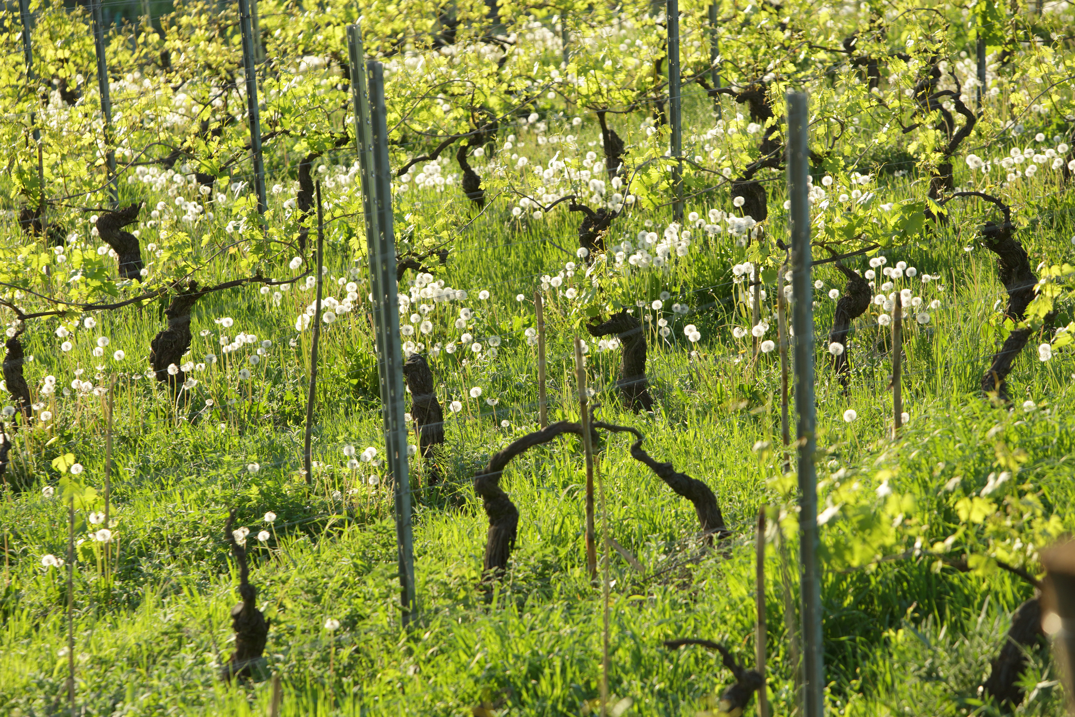 Piemonte