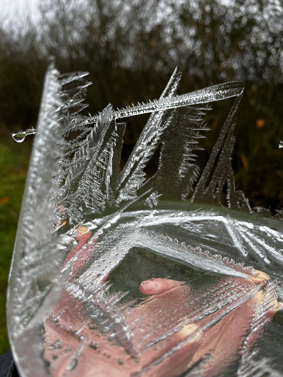 Crazy ice formations found on a sheet of ice in a water trough.