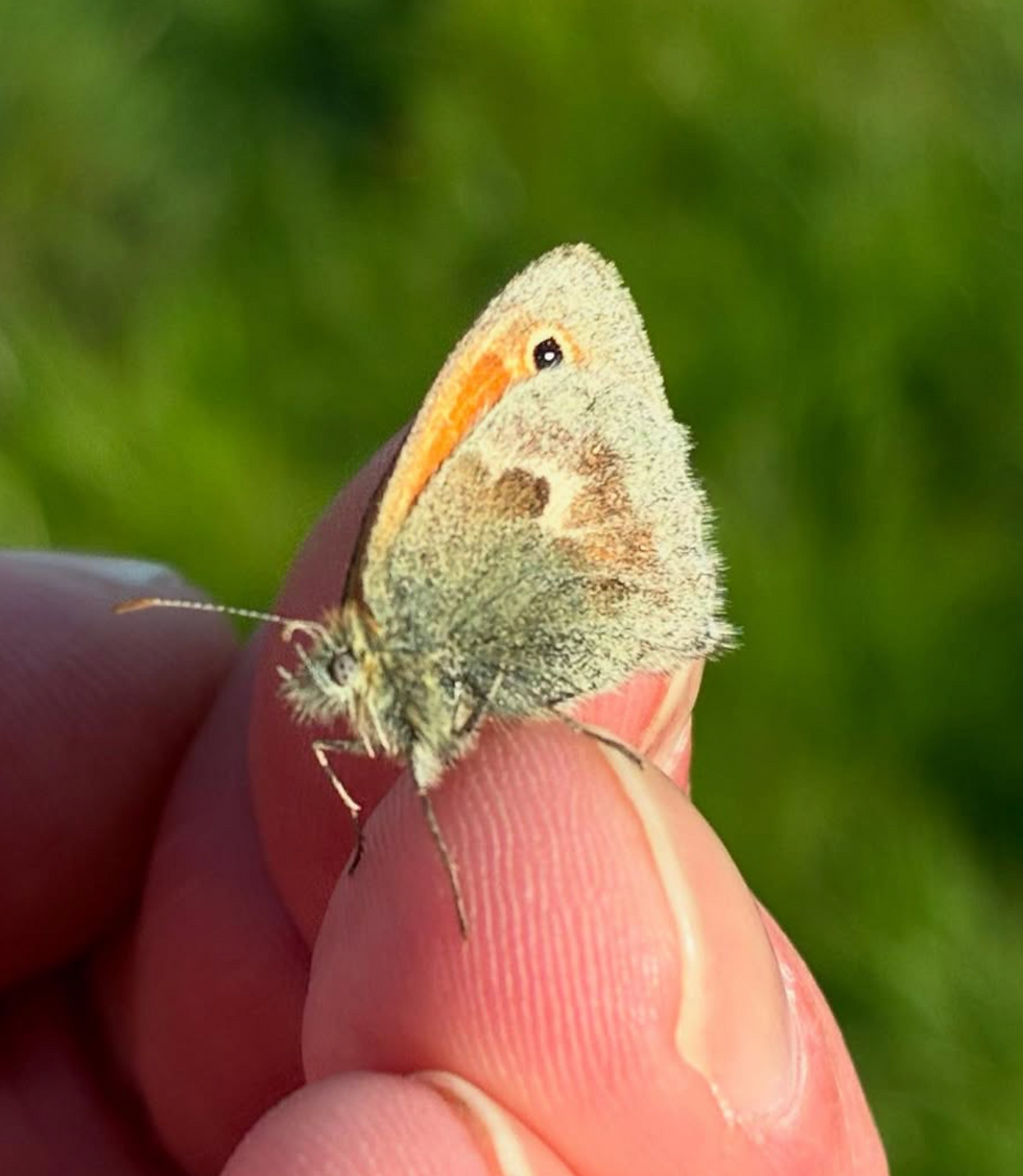 Guided Butterfly Farm Safari