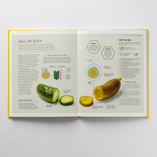 Photographic comparison infographic shot showing a raw pickling cucumber and fermented dill pickle.