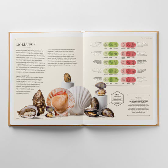 Still-life lineup of different seafood molluscs including oyster, clam, scallop and mussel