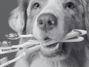 Black and white image of a dog holding multiple toothbrushes in its mouth, symbolizing preventive care, continuous health, and the humanization of the pet healthcare market in Brazil.